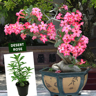 Mother's Day Pink Plants, Choose Your Style
