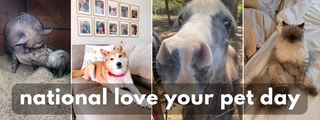 Celebrating Furry Friends: Decor Steals' Team and Their Pets on National Love Your Pet Day!