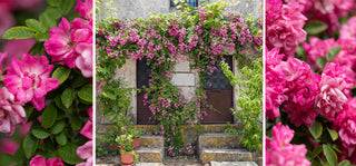 The Peggy Martin Rose: A Beautiful Story of Survival for Your Garden