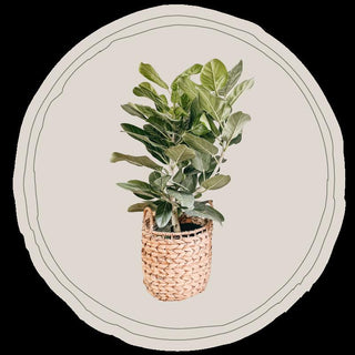 Live Plants, Flowers, Trees