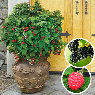 Bushel and Berry Plants, Set of Two, Choose Your Style
