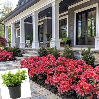 Trade Gallon Azalea Red