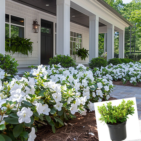 planting azaleas in front of house Azalea Floramore White in Trade Gallon