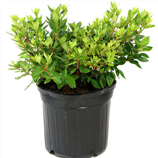 Trade Gallon Azalea Red