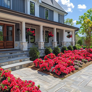 Trade Gallon Azalea Red