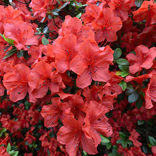 Trade Gallon Azalea Red