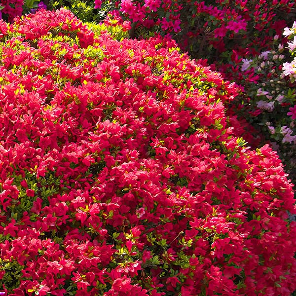 Azalea Red in Trade Gallon - Decor Steals