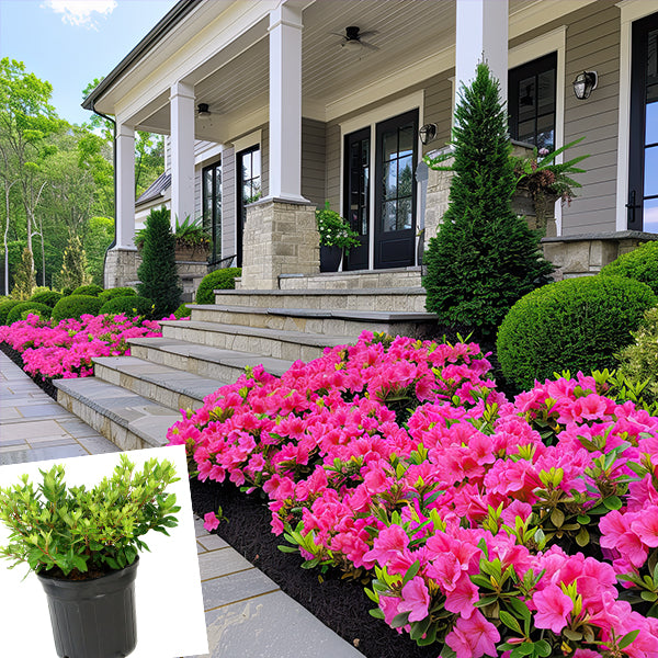 azalea house plant outdoors Azalea Floramore Hot Pink in Trade Gallon
