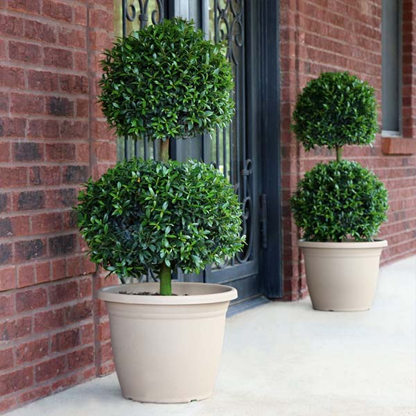 eugenia plant indoor 3g Eugenia 2- Ball Topiary
