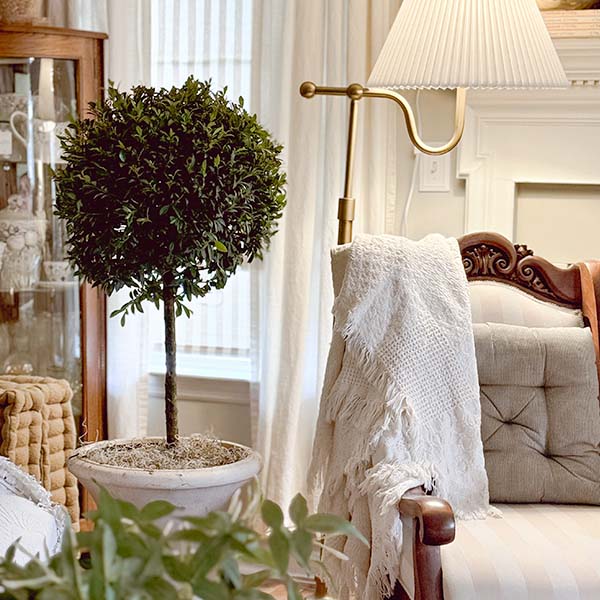 real indoor topiary plants Eugenia 1 Ball Topiary