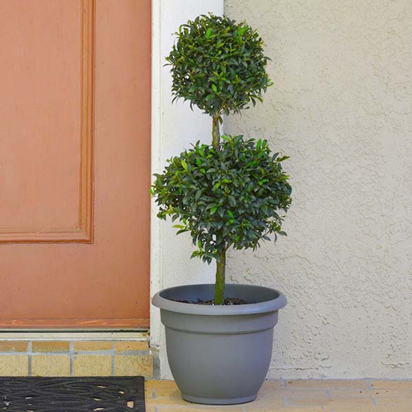 eugenia plant indoor 3g Eugenia 2- Ball Topiary