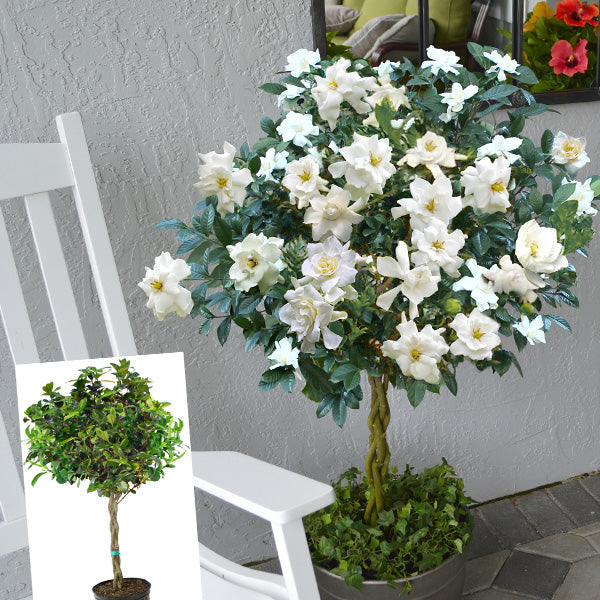 hanging gardenia plant Braided Gardenia