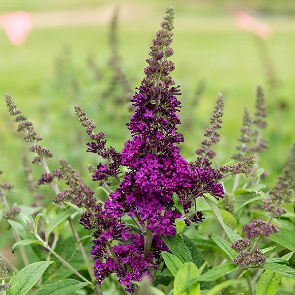 Blue Razz Buddleia Buddleia Royal Razz - Decor Steals