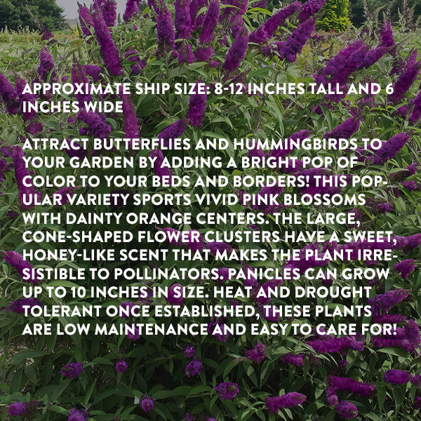 Royal Razz Buddleia Royal Razz - Decor Steals