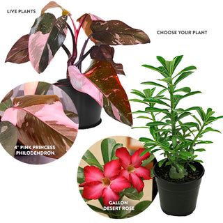 philodendron rose Mother's Day Pink Plants