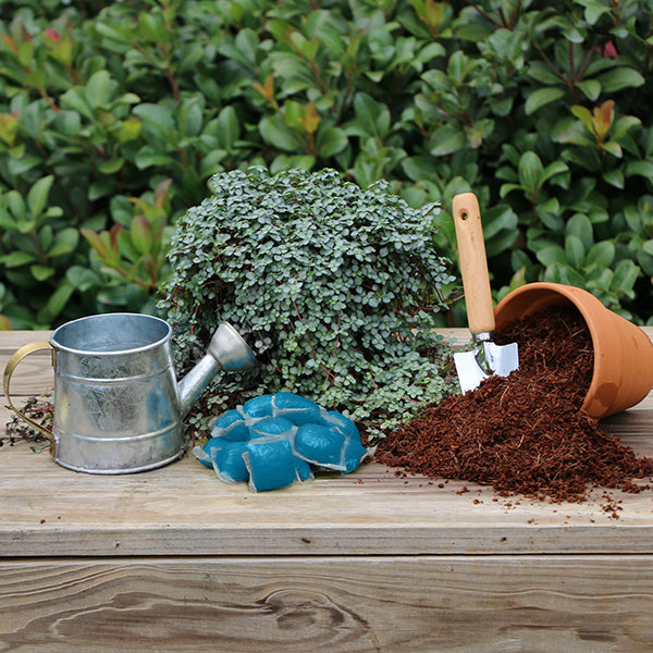 acid loving plant fertilizer Plant with Purpose Acid Loving Plant Booster Water Soluble Fertilizer