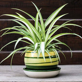 spider plant decor Spider Plant Houseplant, Pick Your Pot