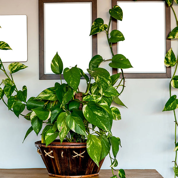 pothos decor Pothos Golden Houseplant, Pick Your Pot