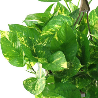faux golden pothos Pothos Golden Houseplant, Pick Your Pot