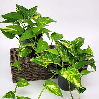 faux golden pothos Pothos Golden Houseplant, Pick Your Pot