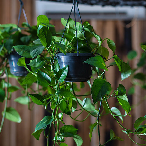tropical indoor plants low light Tropical Low Light Collection, Set of 3