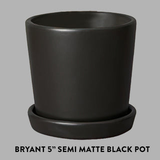 Tropical Cascade Collection, Set of 3