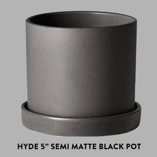 Tropical Cascade Collection, Set of 3