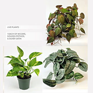 Tropical Cascade Collection, Set of 3