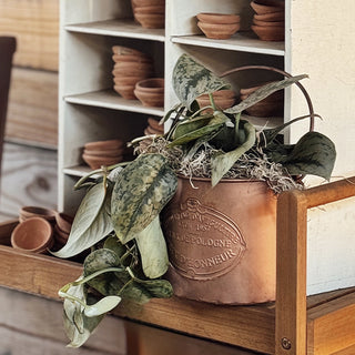 Tropical Cascade Collection, Set of 3