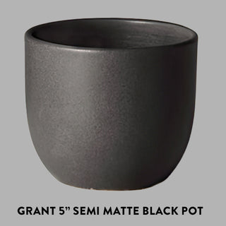 Tropical Cascade Collection, Set of 3