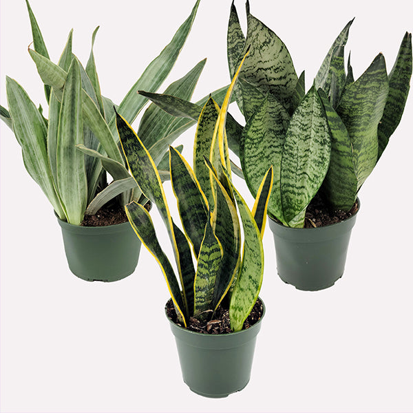 sansevieria collection Tropical Snake Plant Collection, Set of 3