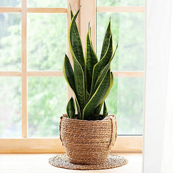 snake plant collection tropical-snake-plant-collection