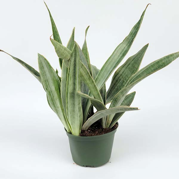 snake plant collection tropical-snake-plant-collection