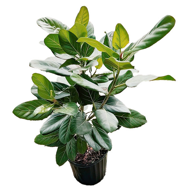 ficus audrey uk Ficus Audrey