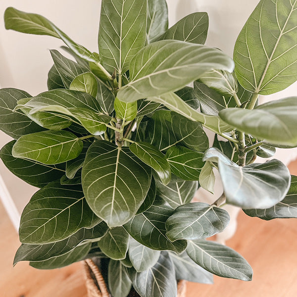 ficus audrey montreal ficus-audrey