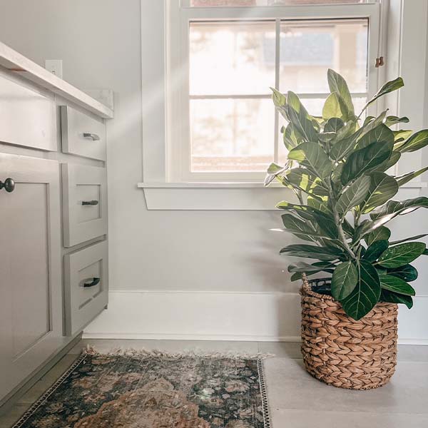 faux ficus audrey Ficus Audrey