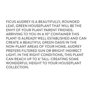 Ficus Audrey Description