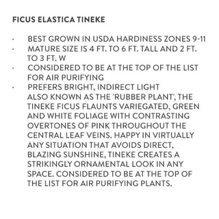 Ficus Elastica Description