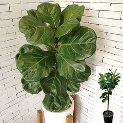 Ficus Lyrata Standard - Decor Steals