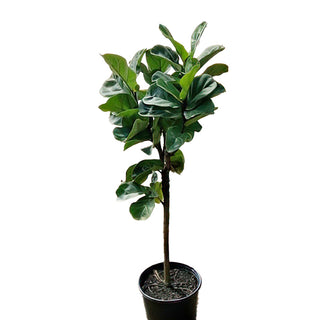Ficus Lyrata Standard