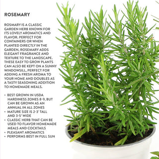 Kitchen Herbs Collection: Chocolate Mint, Rosemary, Lemon Grass