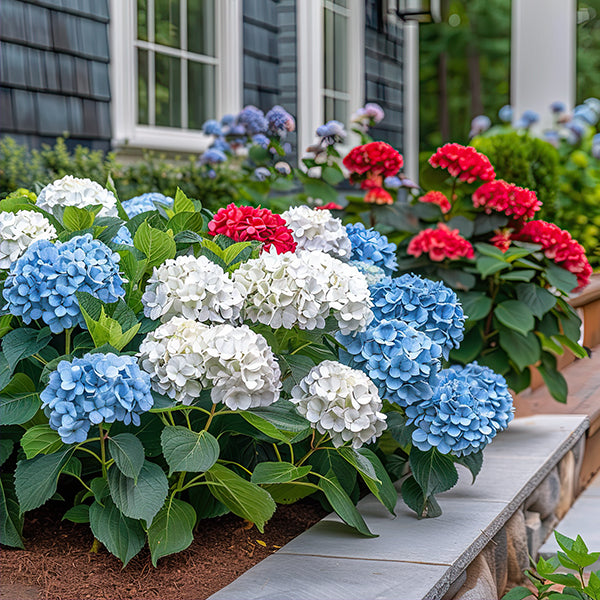 Frill Ride Hydrangea Blue And Red Hydrangea