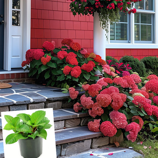 Hydrangea Red Beauty in Trade Gallon - Decor Steals