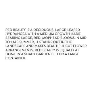 Trade Gallon Hydrangea Red Beauty Information