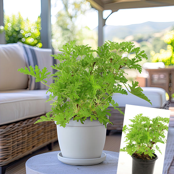 can you hang citronella plants Citronella Mosquito Plant in Trade Gallon