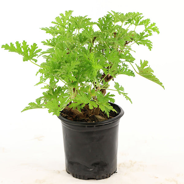 citronella plant pot size Citronella Mosquito Plant in Trade Gallon