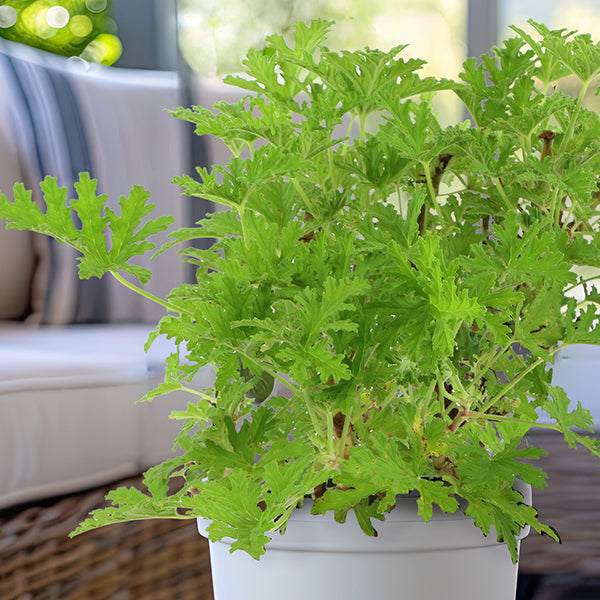 citronella hanging plants Citronella Mosquito Plant in Trade Gallon