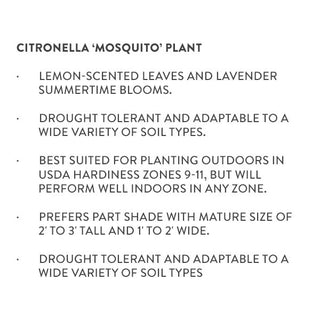 Trade Gallon Citronella Mosquito Plant Information