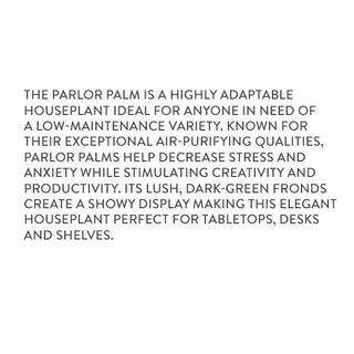 Parlor Palm Information