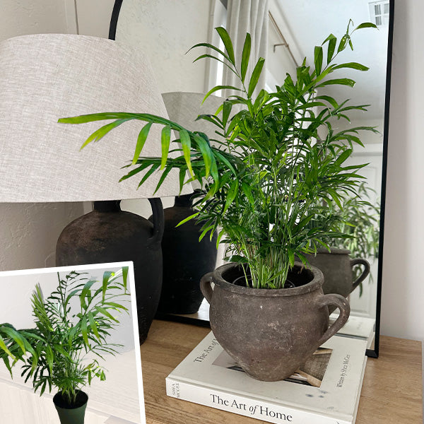 parlor palm lowes Parlor Palm